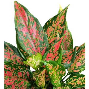 Aglaonema Plant - Red Valentine Plant - Chinese evergreen